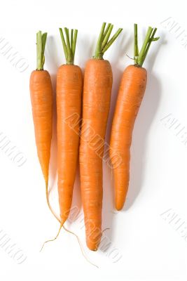 Fresh carrots on white