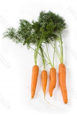 Fresh carrots with leafs on white