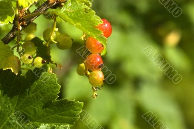 northern red currant
