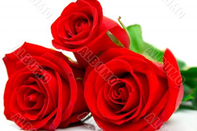 red roses