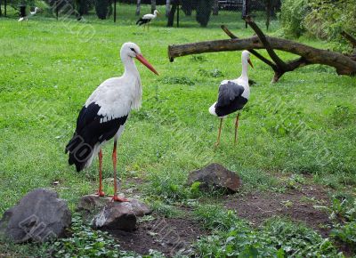 storks