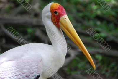 Painted Stork B