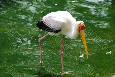 Painted Stork C