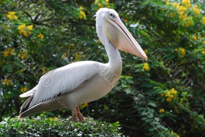 Pelican A