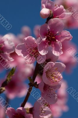 peach blossom on blue sky
