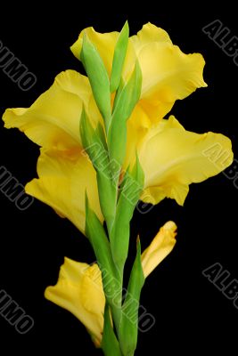 gladiolus