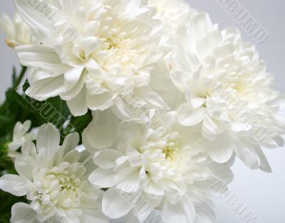 white flowers