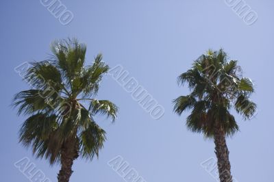palm trees