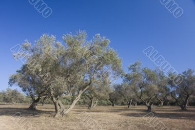 olive tree