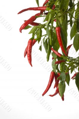 peppers