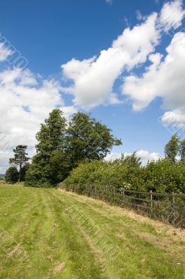 summer field