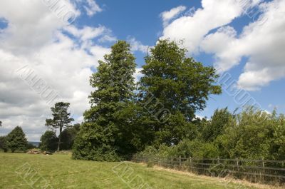 summer field