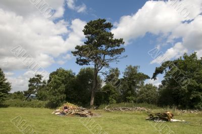summer field