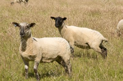 Sheep