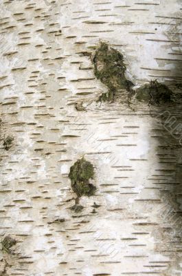 Silver birch bark