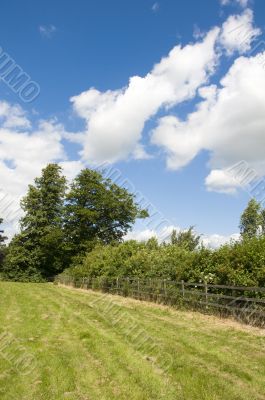 summer field