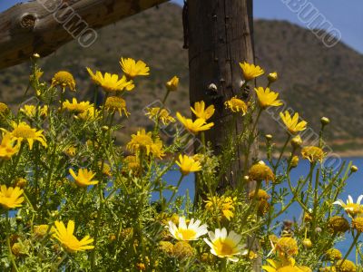 yellow flowers