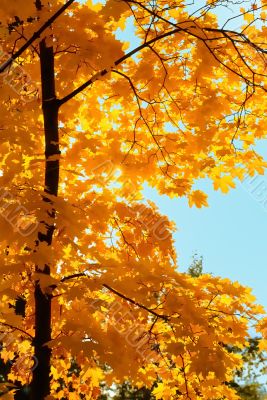 maple tree in city park on sun day