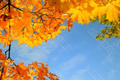 frame by maple leaves in city park on sun day