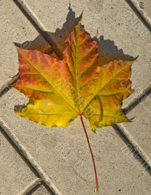 Autumn maple leaves