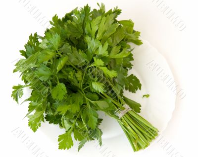 Fresh green parsley a white plate