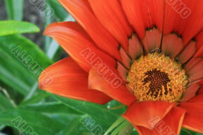 Red flower