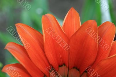 Red flower