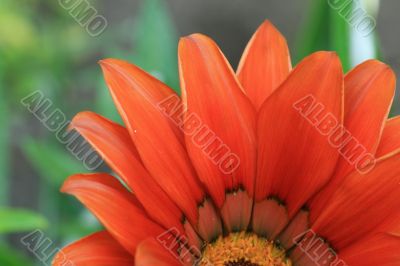 Red flower