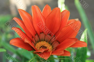 Red flower