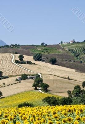Marche - Landscape at summer