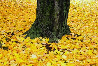Fall Foliage