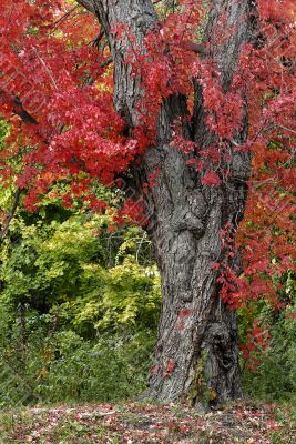 Fall Foliage