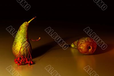 Two pears and the ashberry twig