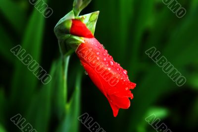 Beautiful red flower