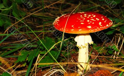 Red fungus