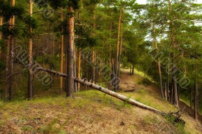 Green coniferous forest