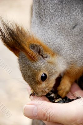 Squirrel eats seed