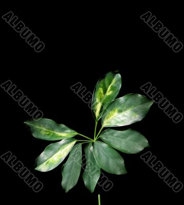 Plant