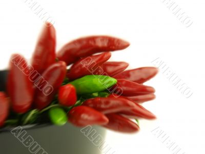 chili pepper and hot red pepper very close