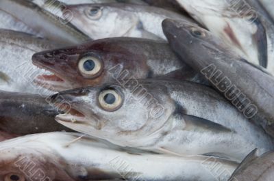 dead fishes