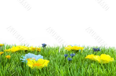 Grass with flowers