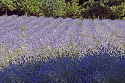 Conero (Ancona) - Field of lavender