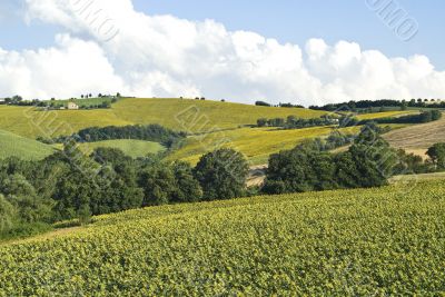 Landscape near Fermo