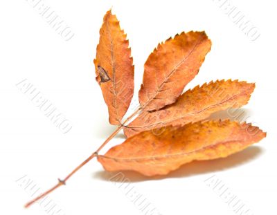 Autumn leaf