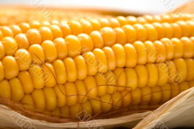 corn background