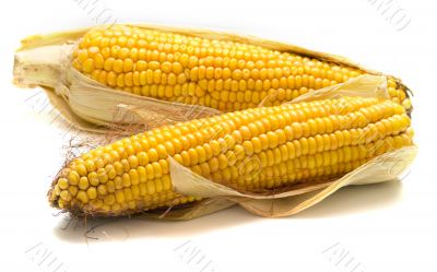 harvested corn