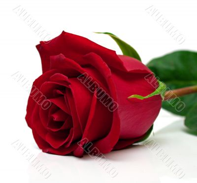 Red rose