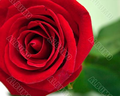 Red rose 2