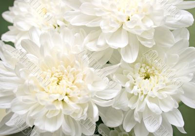 white flowers