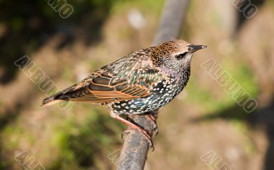 Starling